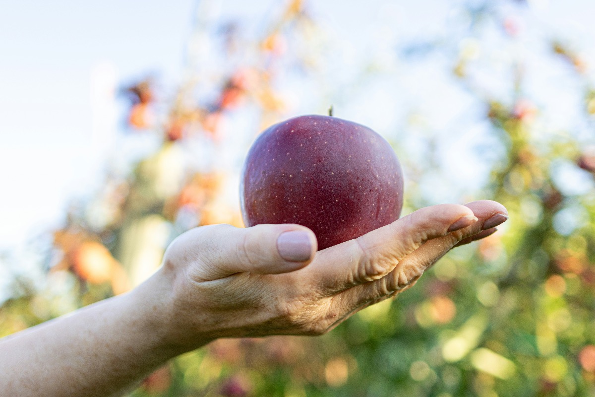 Membangun Masa Depan Food Sustainability dengan AI